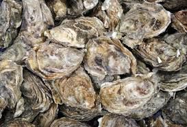 Fresh Oyster Fish