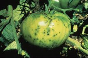 Tomato Yellow Mosaic Virus