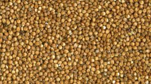 CATTLE FEED SORGHUM