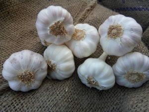 Fresh Garlic