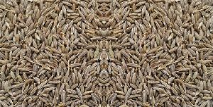 Cumin Seeds