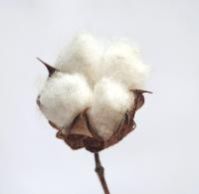 Indian Raw Cotton