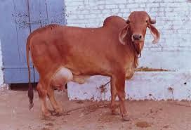 Gir Cow