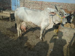 Haryana Cow