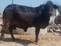 Kapila Cow