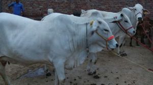 Tharparkar Cow