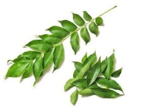 Fresh Curry Leaves