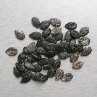 ridge gourd seeds