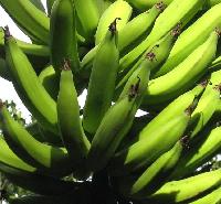banana green