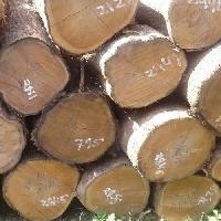 Teak Wood Logs