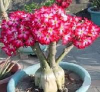 Adenium Plants