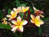 Plumeria Plants