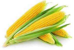 Yellow Maize