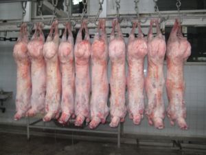 Frozen Mutton Carcass