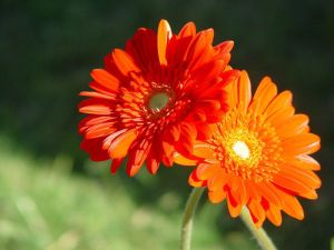 Fresh Gerbera Flowers