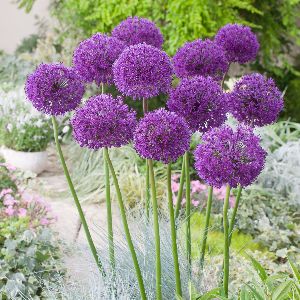 Allium Purple Sensation Flower Bulbs