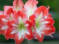 Amaryllis Lily Flower Bulbs