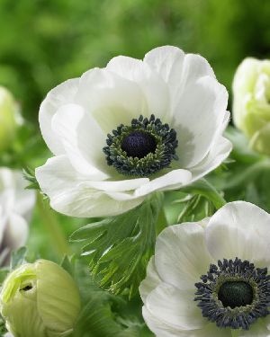 Anemone Coronia The Bride Flower Bulbs