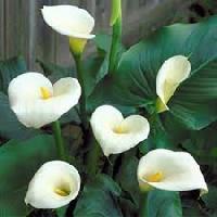 Calla Lily Flower Bulbs