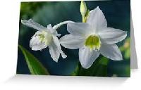 Eucharis Lily Flower Bulbs