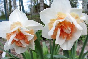 Daffodil Replete Flower Bulbs