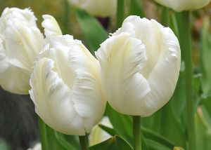 Tulip White Parrot Flower Bulbs