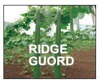 ridge gourds