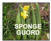 SPONGE GOURDS