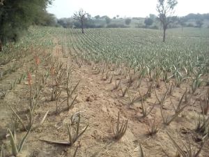 Aloe Barbadensis