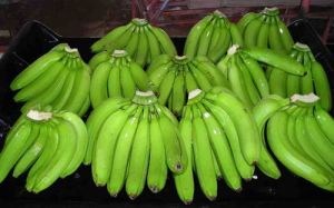 Fresh Raw Banana