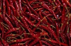 Fresh Red Chilli