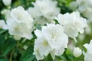 Fresh Jasmine Flowers