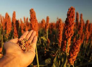 Sorghum