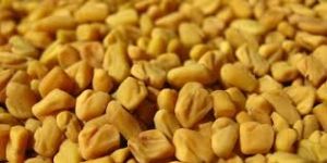 methra dana seeds