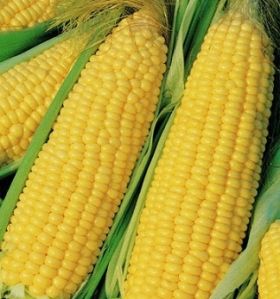 Yellow Corn