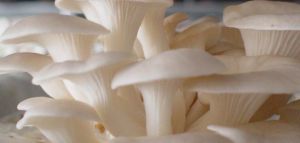 Fresh Oyster Mushrooms