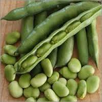 Fresh broad bean