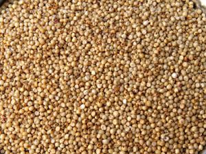 Sorghum Seeds