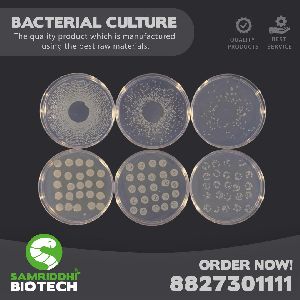 bacterial culture