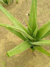 Aloe Vera Plant 4