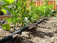 Drip Irrigation