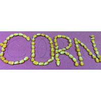 Indian Corn