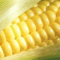 Indian Maize