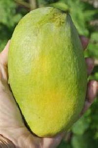 Malika Mangoes