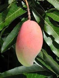 Neelum Mangoes