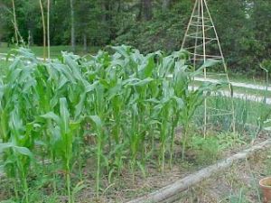 Garden Onions