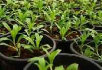 plant fertilizers