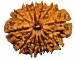 Indonesian Bead (12 Mukhi)