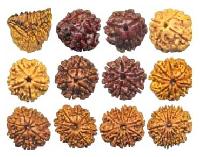 Nepal Beads (Rudraksha All Mukhis 1-12)