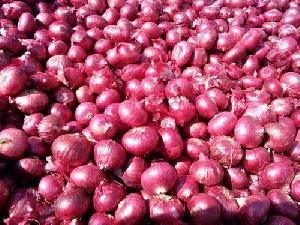 Fresh Red Onion